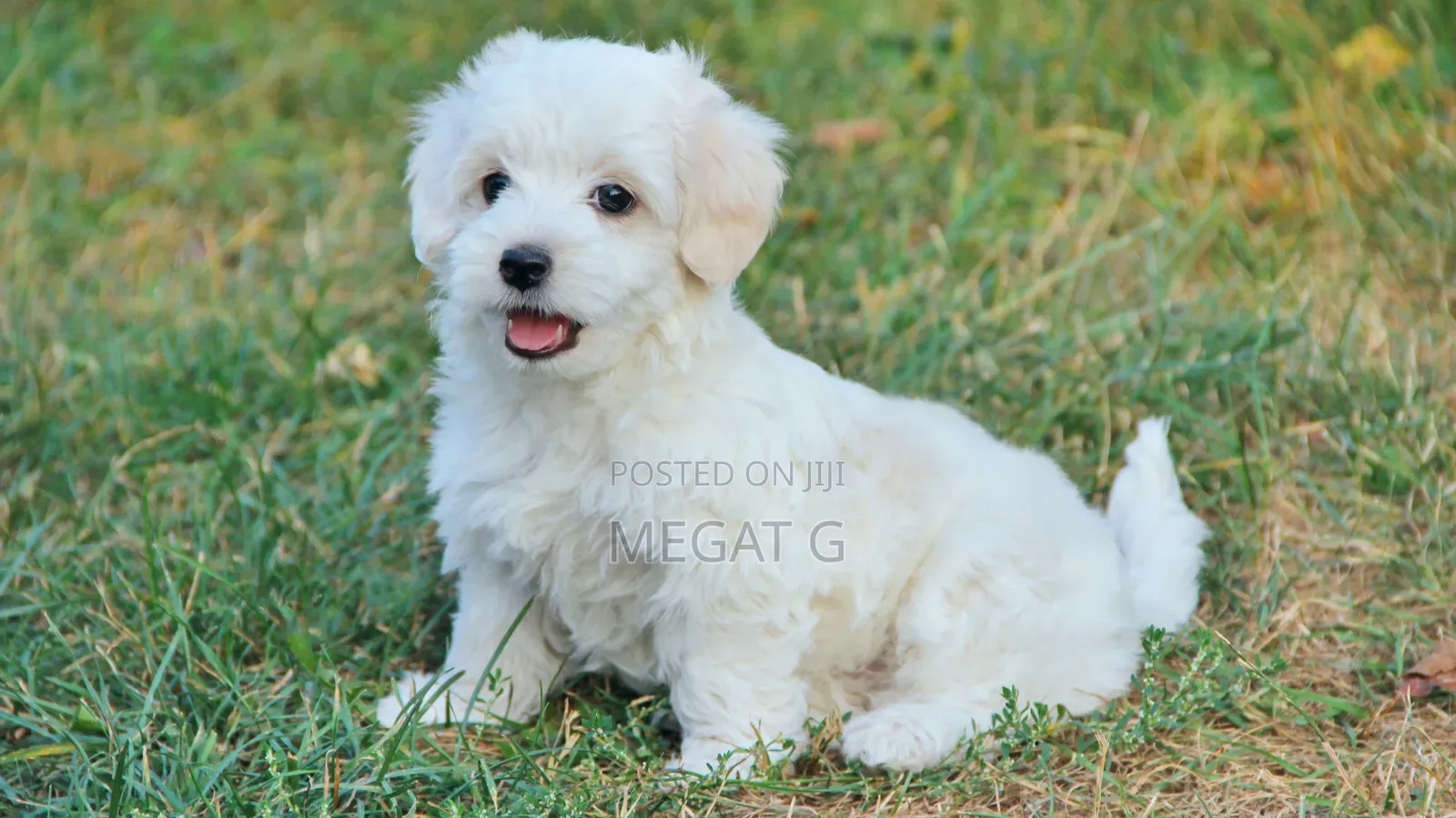 1-3 months Male Purebred Maltipoo