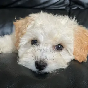 1-3 months Male Purebred Maltipoo