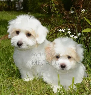 1-3 months Male Purebred Maltipoo