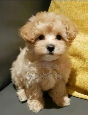 1-3 months Male Purebred Maltipoo