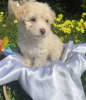 1-3 months Male Purebred Maltipoo