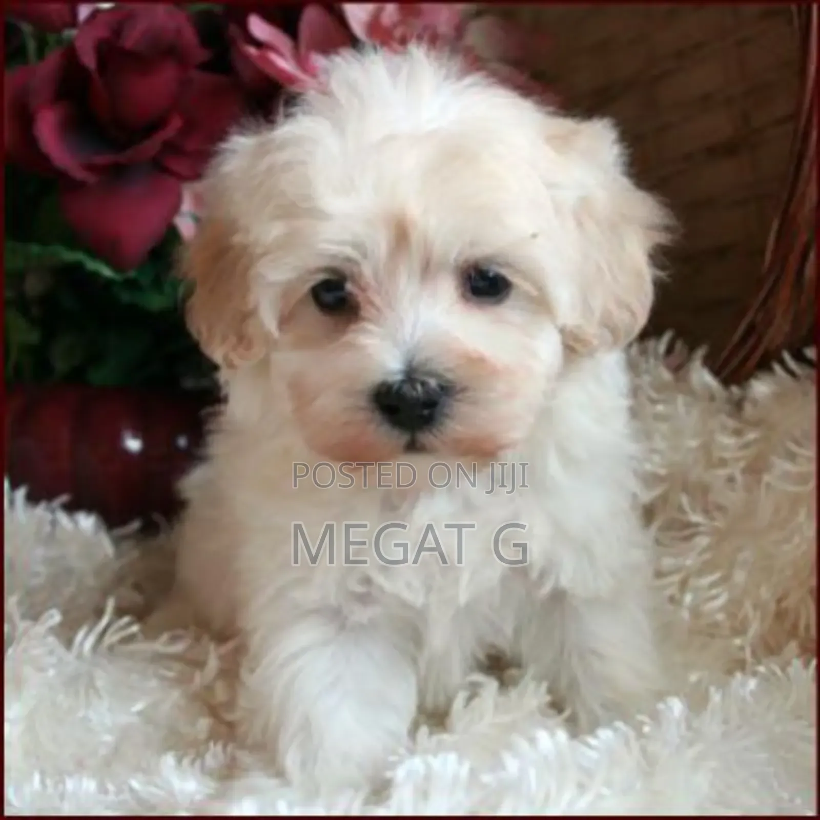 1-3 months Male Purebred Maltipoo