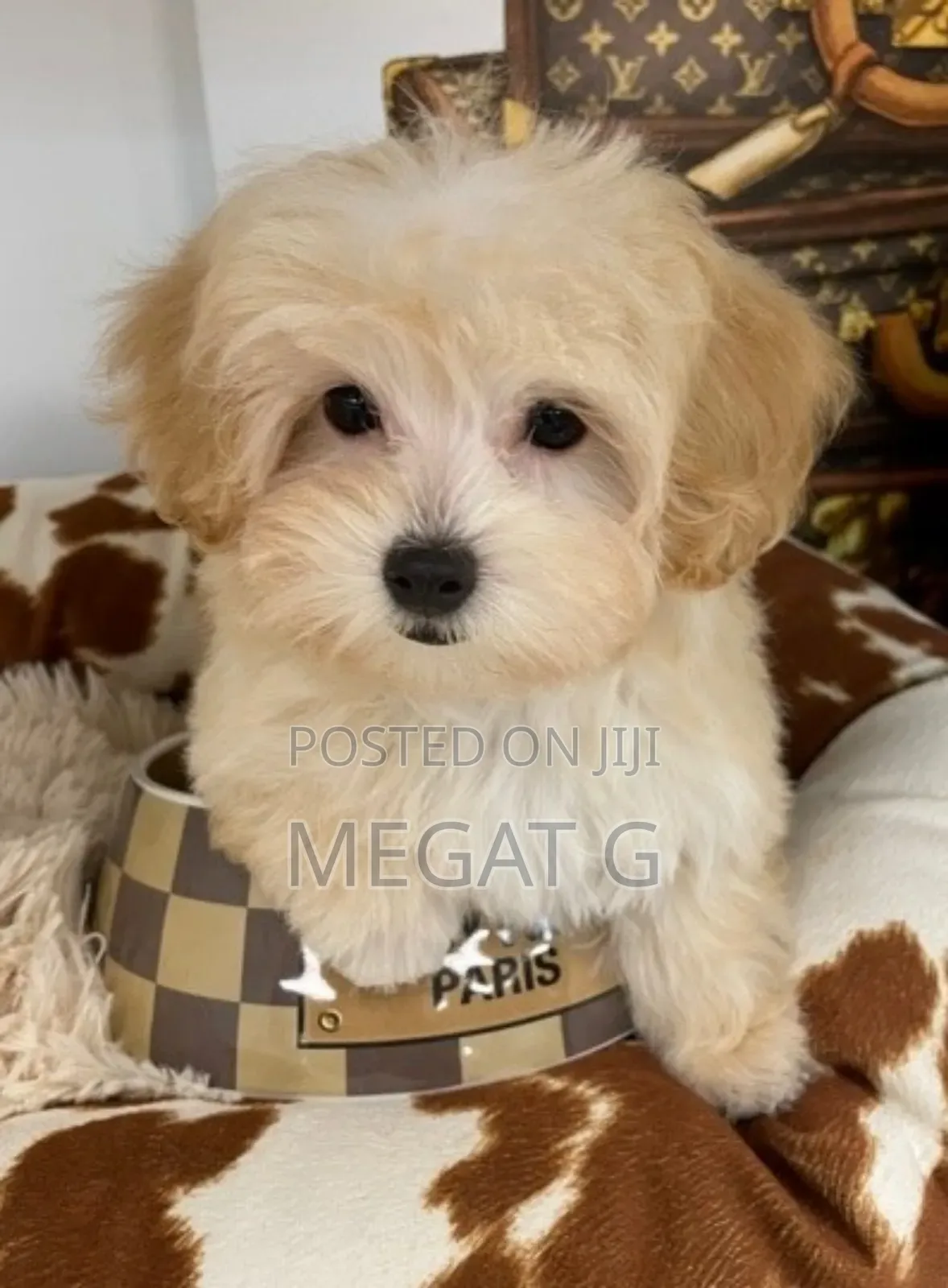 1-3 months Female Purebred Maltipoo