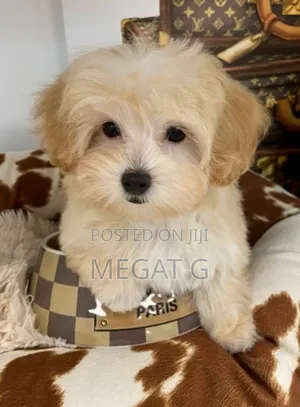 1-3 months Female Purebred Maltipoo