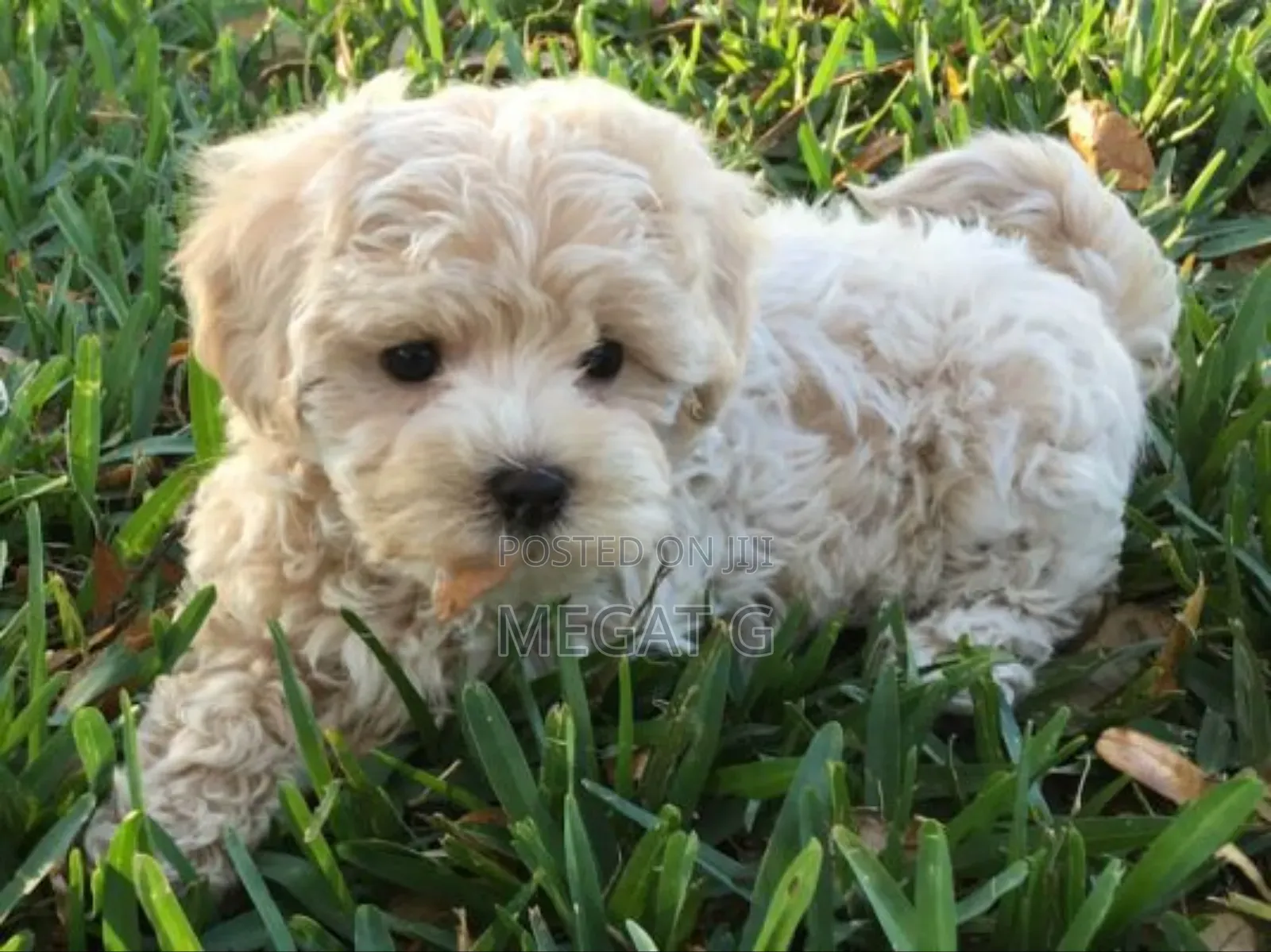 1-3 months Male Purebred Maltipoo
