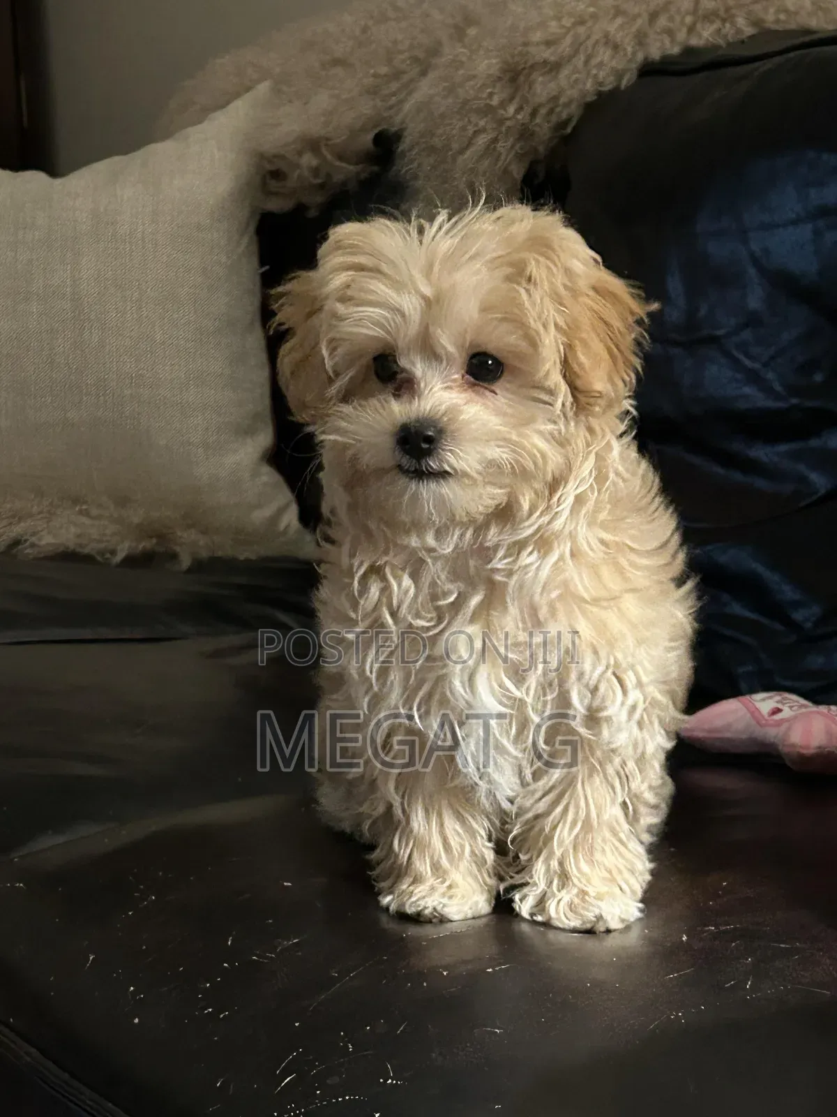 1-3 months Male Purebred Maltipoo