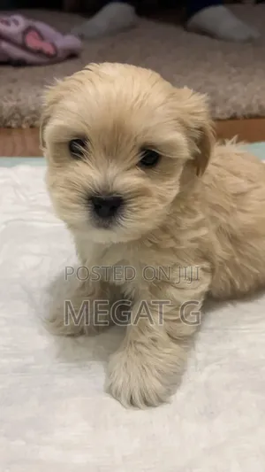 1-3 months Male Purebred Maltipoo