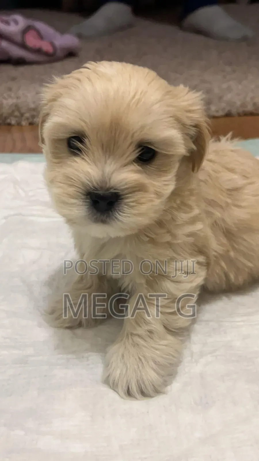 1-3 months Male Purebred Maltipoo