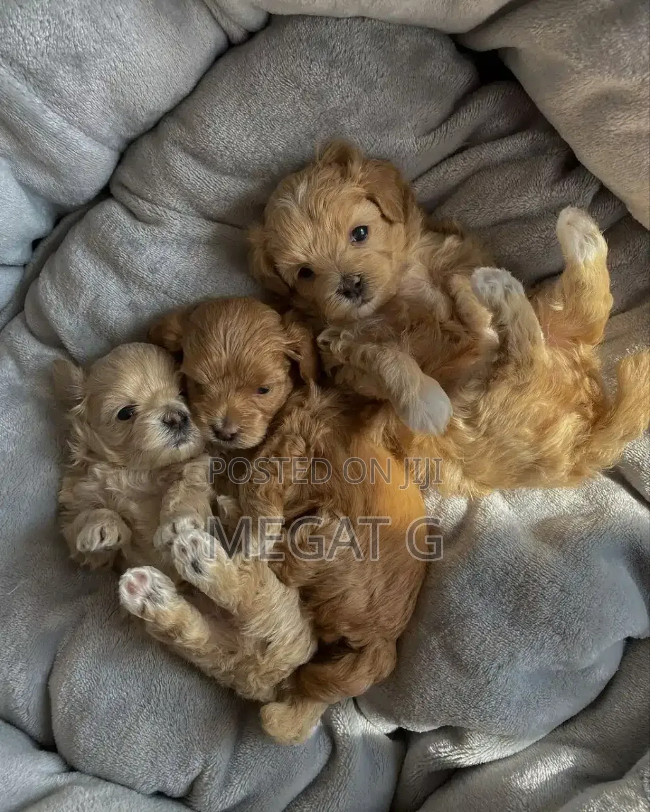 1-3 months Male Purebred Poodle