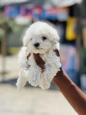 1-3 months Male Purebred Maltese