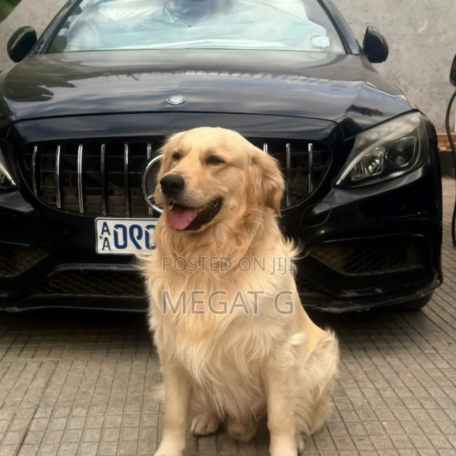1-3 months Male Purebred Golden Retriever