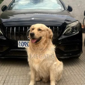 1-3 months Male Purebred Golden Retriever