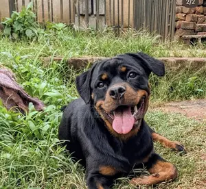3-6 months Male Purebred Rottweiler