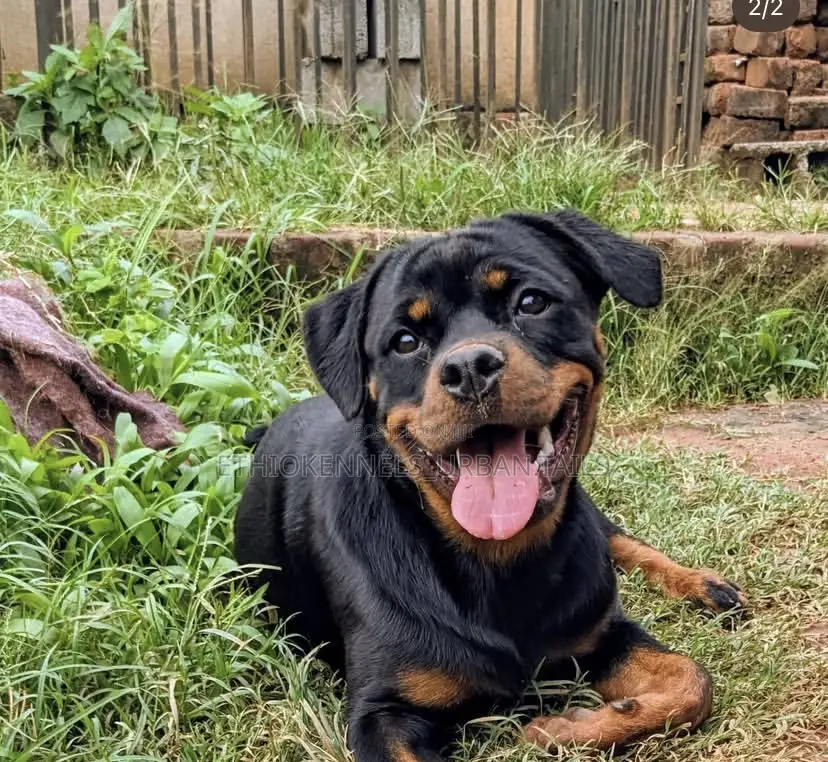 3-6 months Male Purebred Rottweiler