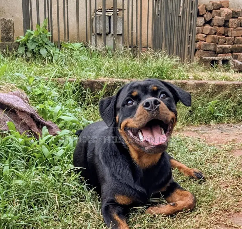 3-6 months Male Purebred Rottweiler