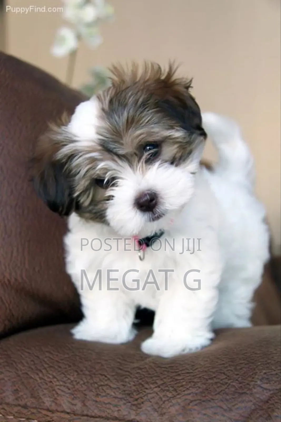 1-3 months Male Purebred Maltese Shih Tzu