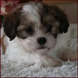 1-3 months Male Purebred Maltese Shih Tzu