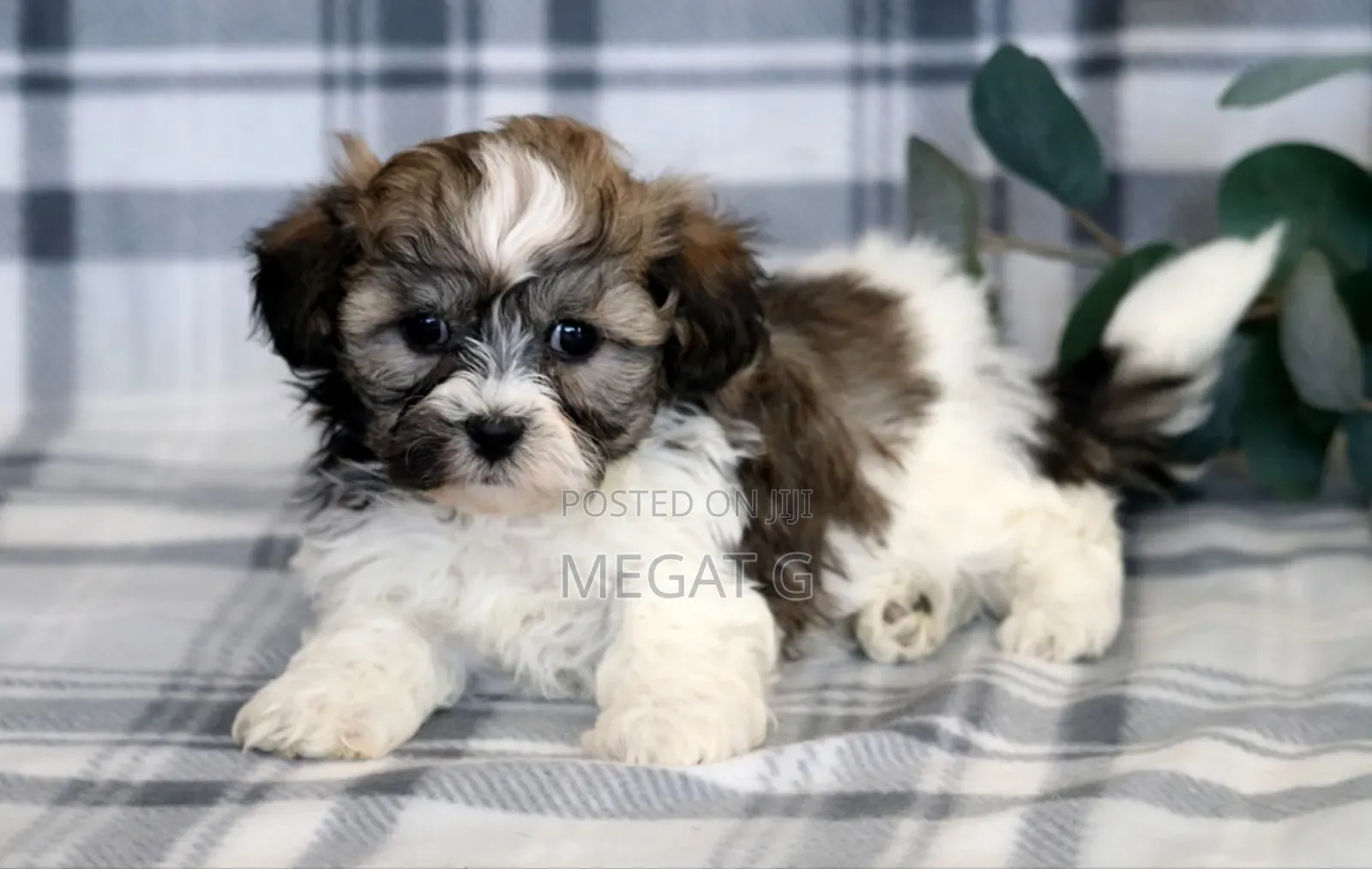 1-3 months Male Purebred Maltese Shih Tzu