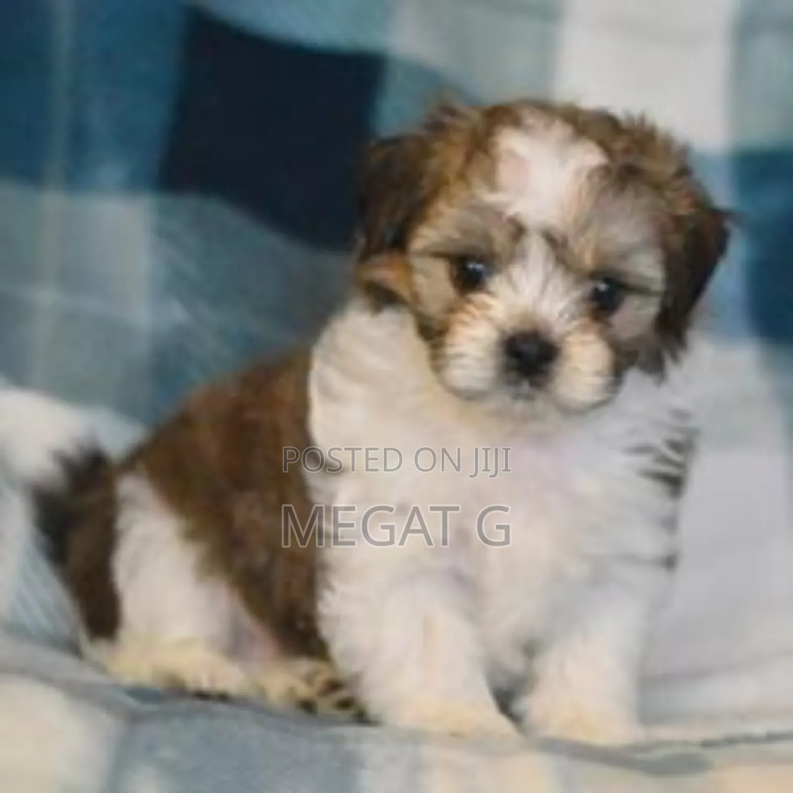 1-3 months Male Purebred Maltese Shih Tzu