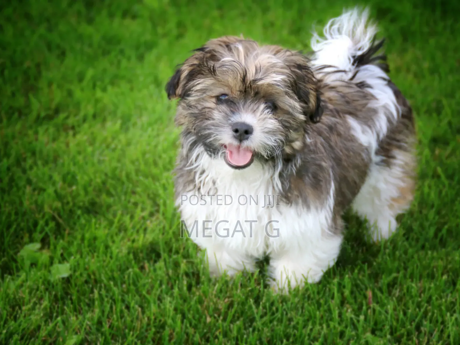 1-3 months Male Purebred Maltese Shih Tzu