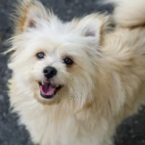 1-3 months Male Purebred Pomeranian