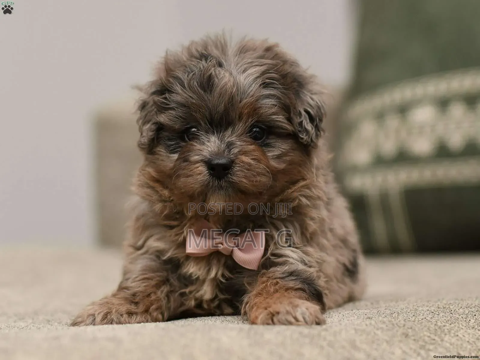 1-3 months Male Purebred Maltipoo