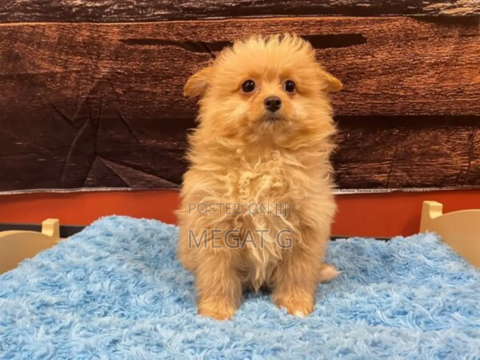 1-3 months Male Purebred Maltipoo