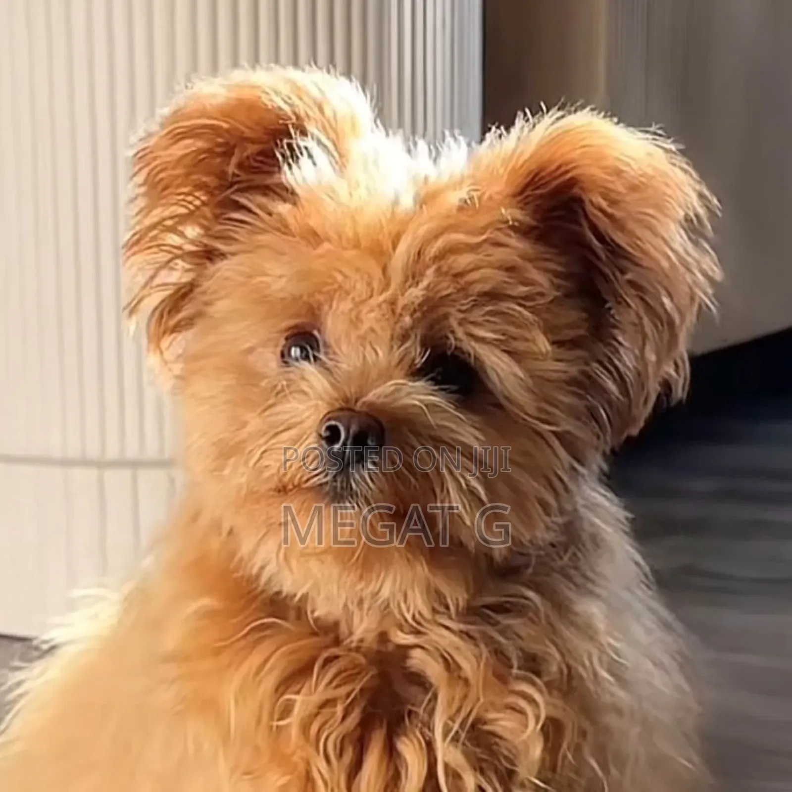 1-3 months Male Purebred Maltipoo