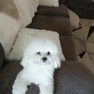 1-3 months Male Purebred Poodle