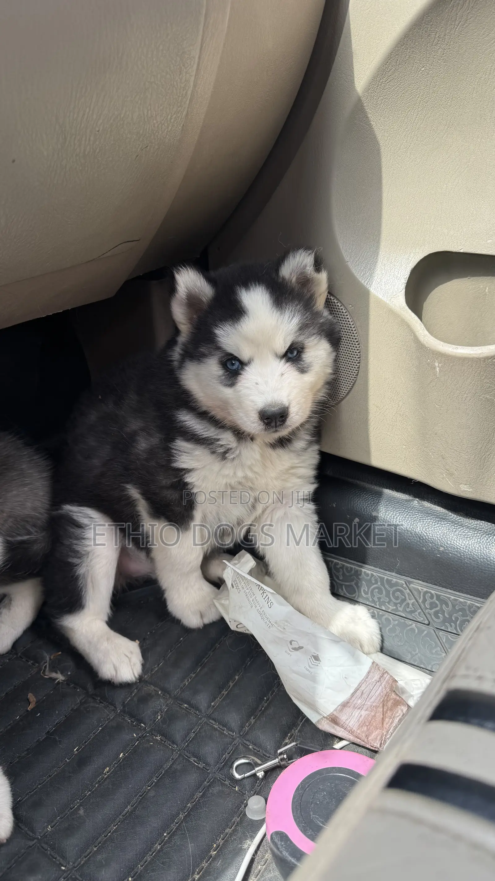 1-3 months Male Purebred Siberian Husky