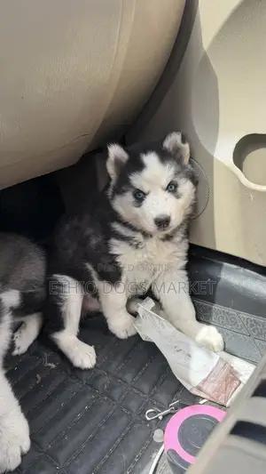 1-3 months Male Purebred Siberian Husky