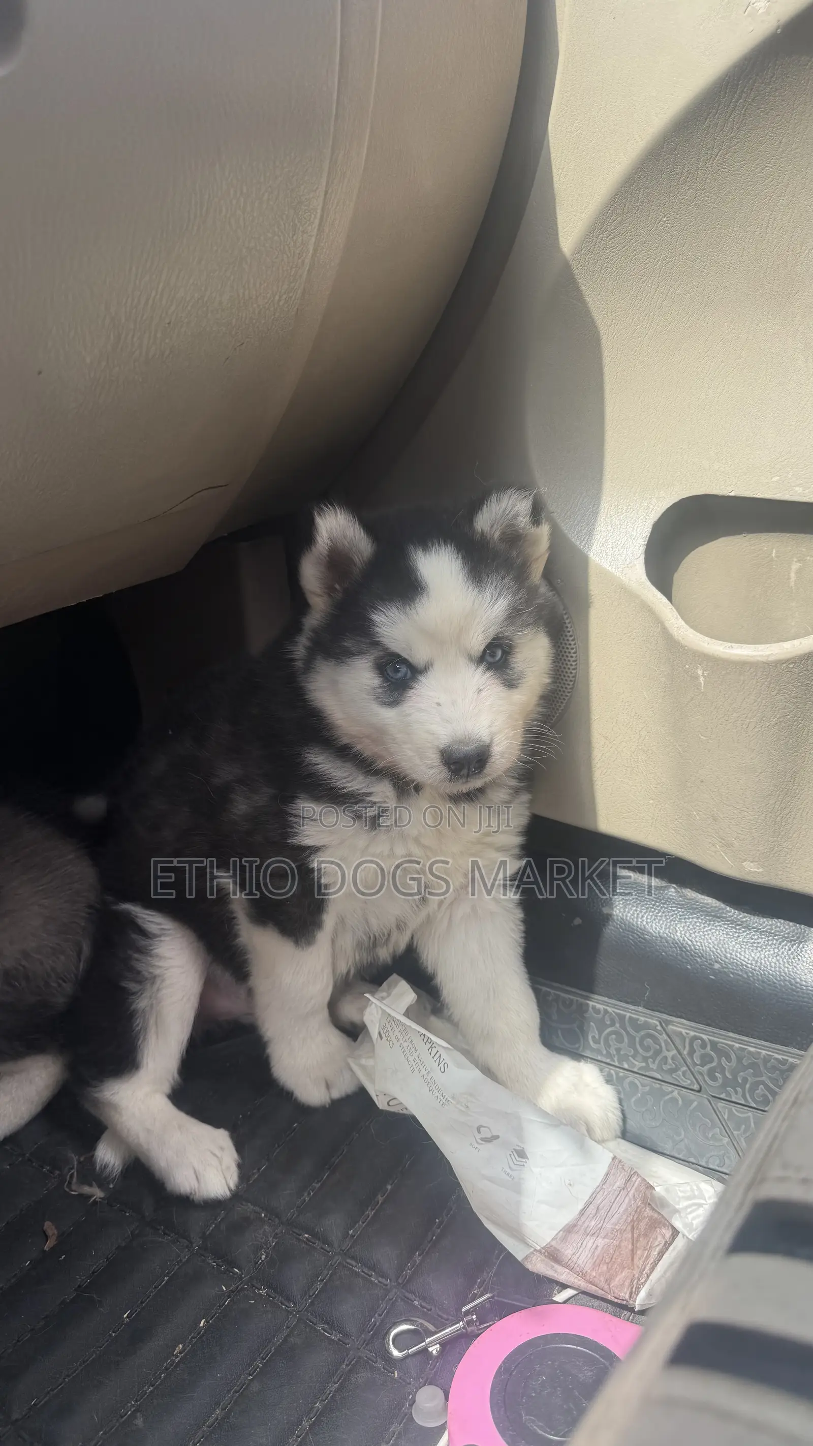1-3 months Male Purebred Siberian Husky