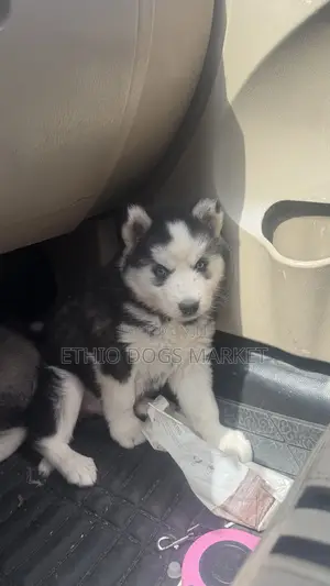 1-3 months Male Purebred Siberian Husky