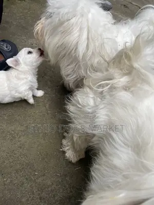 1-3 months Male Purebred Maltese