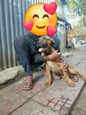 3-6 months Male Purebred Boerboel