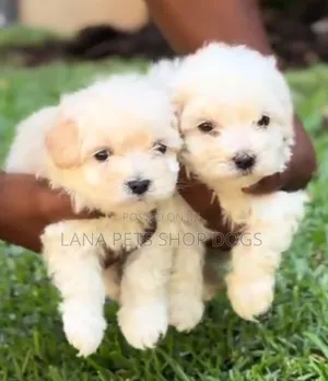 1-3 months Male Purebred Maltese