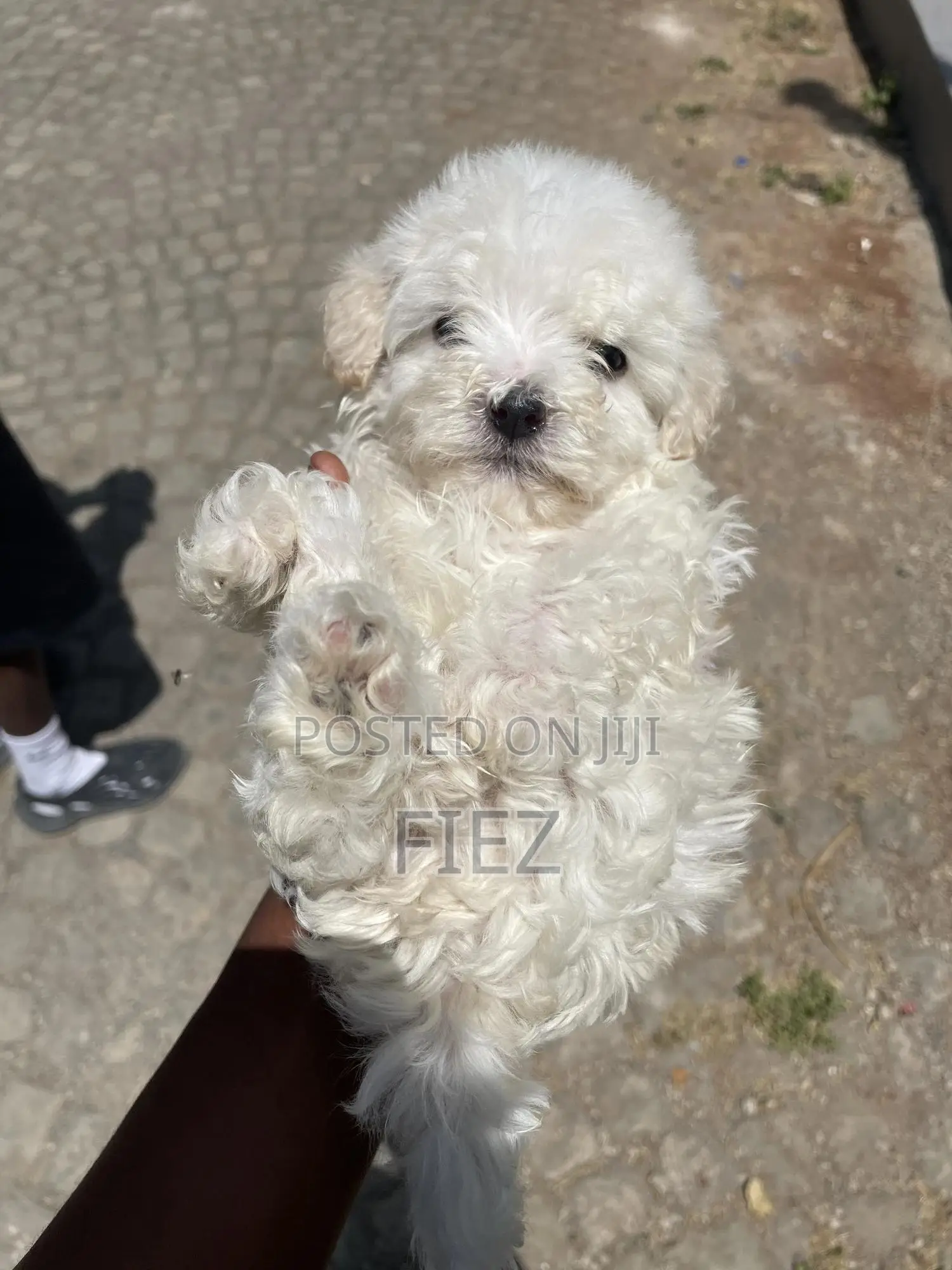 1-3 months Male Purebred Maltese