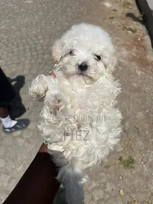 1-3 months Male Purebred Maltese