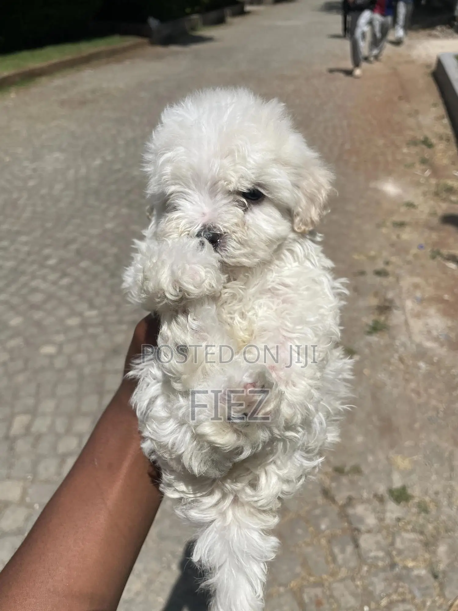 1-3 months Male Purebred Maltese