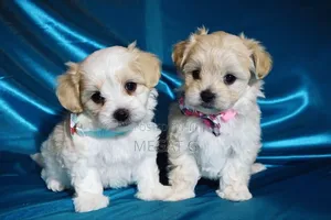 1-3 months Male Purebred Maltese