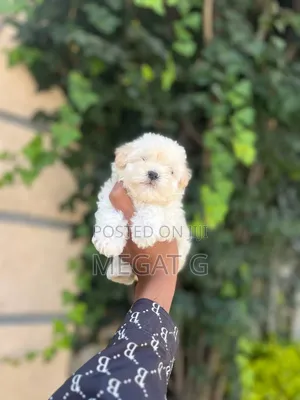 1-3 months Male Purebred Maltese