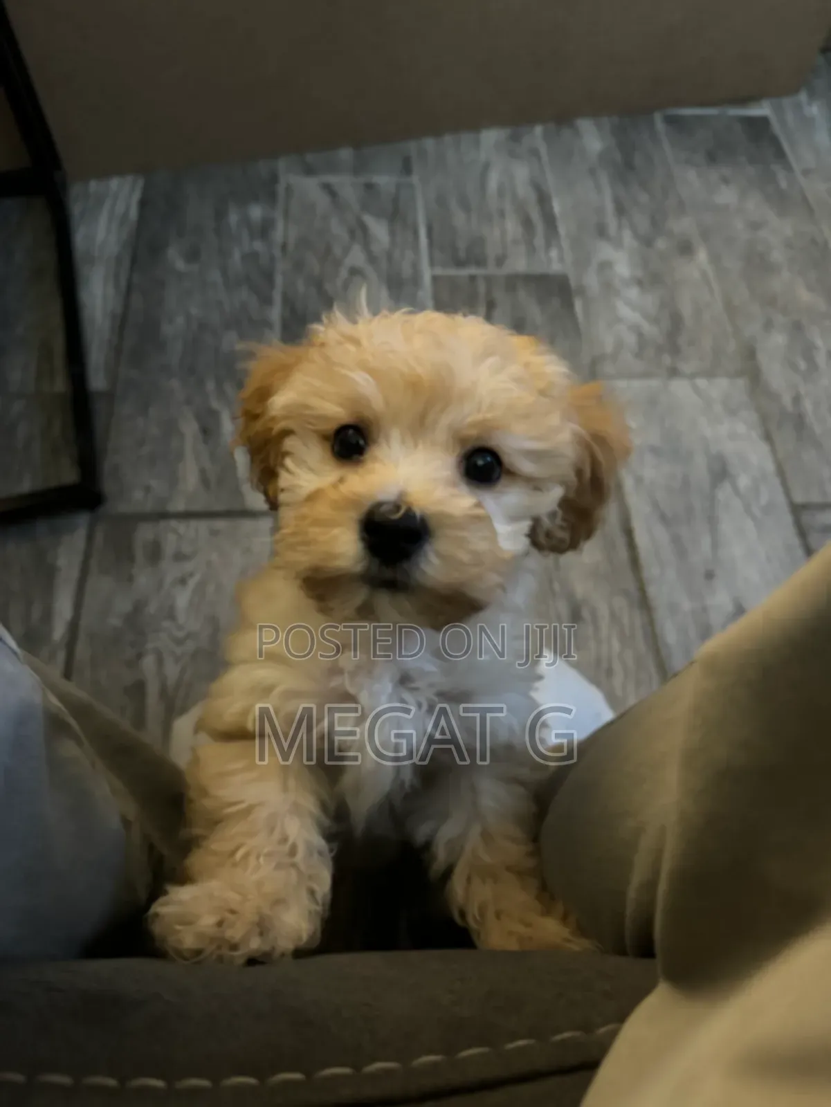 1-3 months Male Purebred Maltipoo