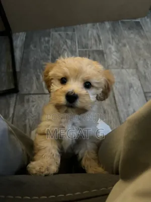 1-3 months Male Purebred Maltipoo