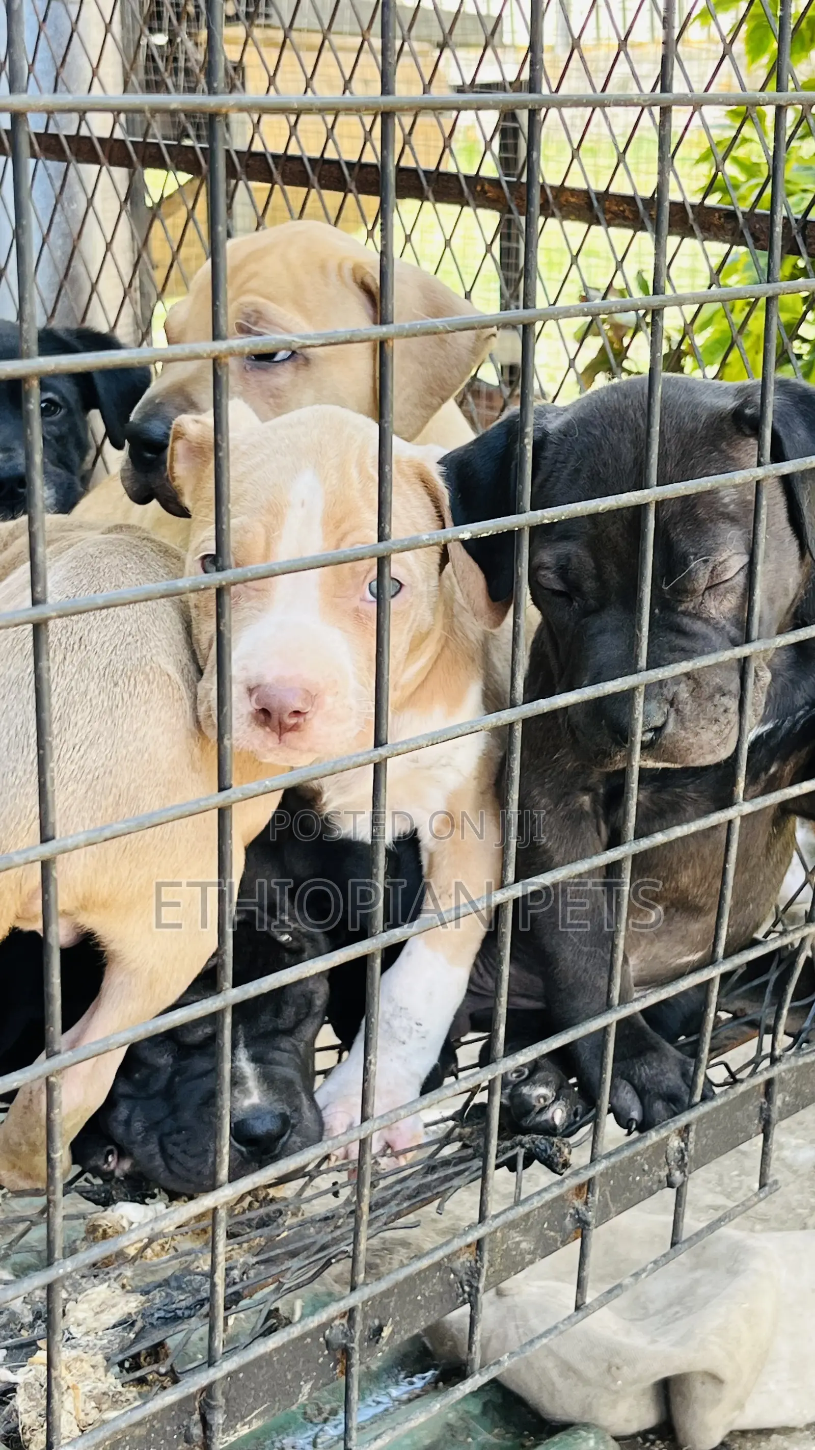 1-3 months Male Purebred American Bully