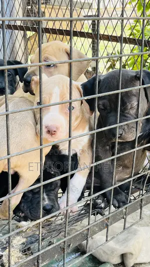 1-3 months Male Purebred American Bully