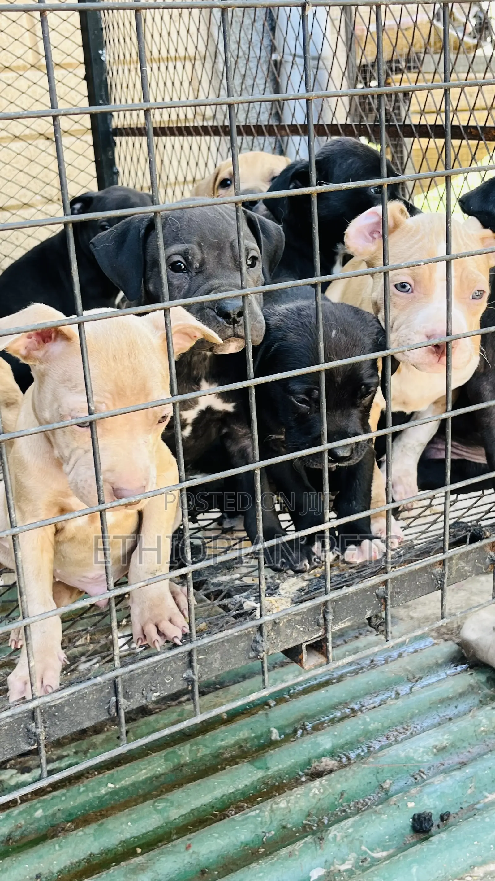 1-3 months Male Purebred American Bully