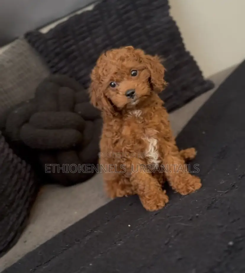 1-3 months Female Purebred Poodle