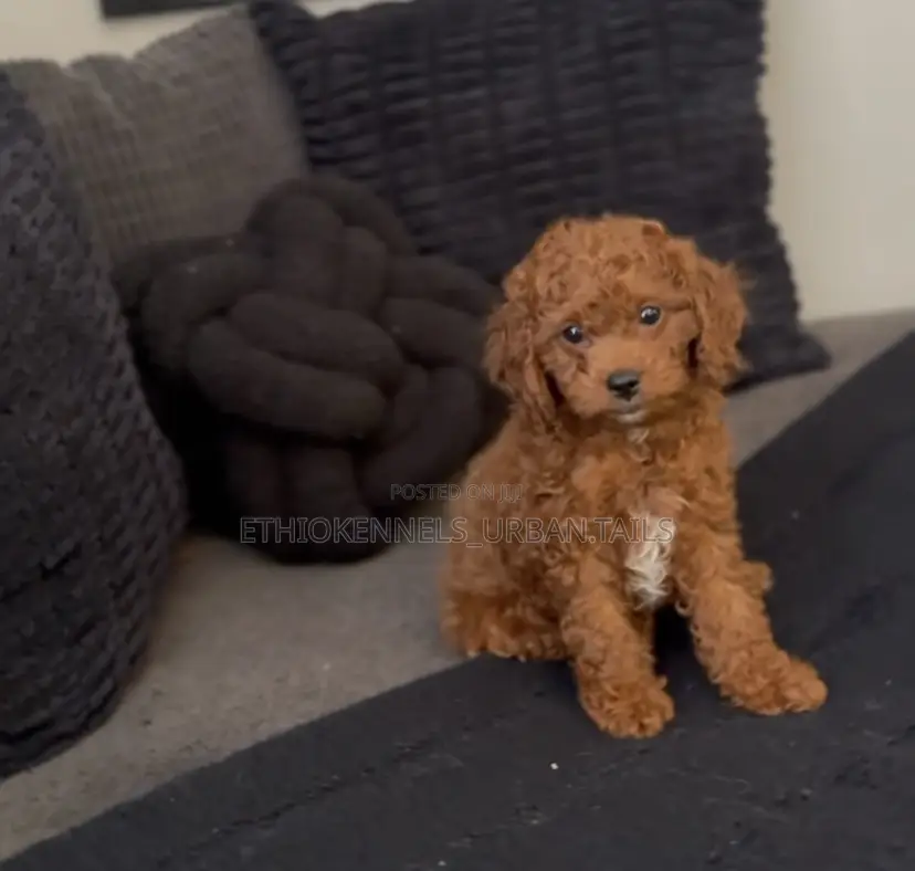 1-3 months Female Purebred Poodle