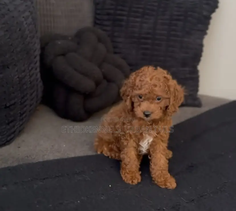 1-3 months Female Purebred Poodle