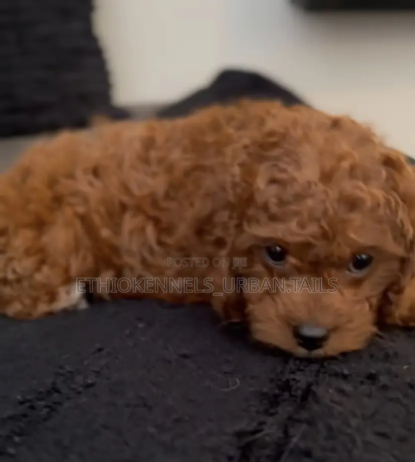 1-3 months Female Purebred Poodle